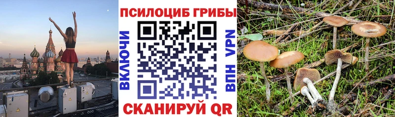 Галлюциногенные грибы Cubensis Южа